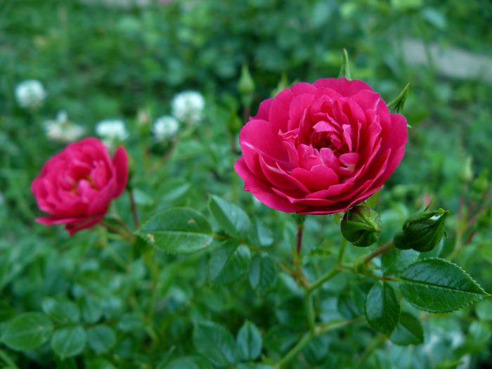 Knirps- Koredes USDA6