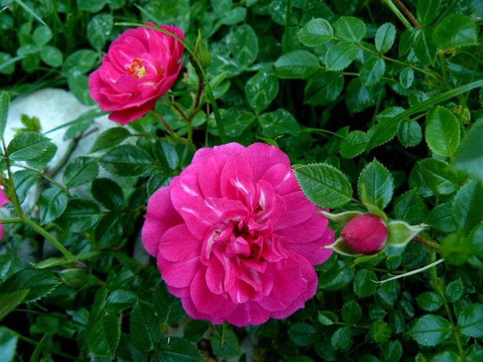 Knirps-Kordes-(20-30cm)