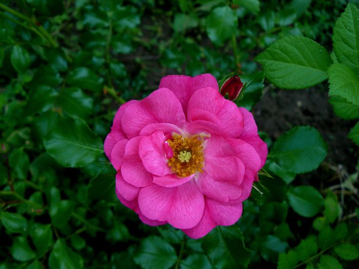 Heidetraum-Noack-1989