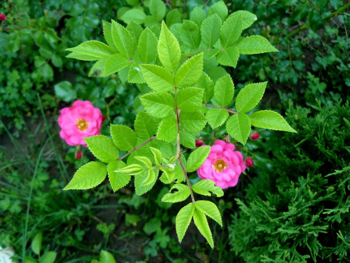 Heidetraum (60-80cm)