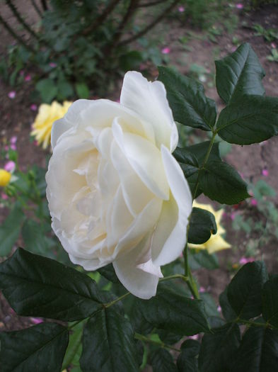 uetersener klosterrose