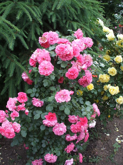rosarium uetersen - trandafiri urcatori 0