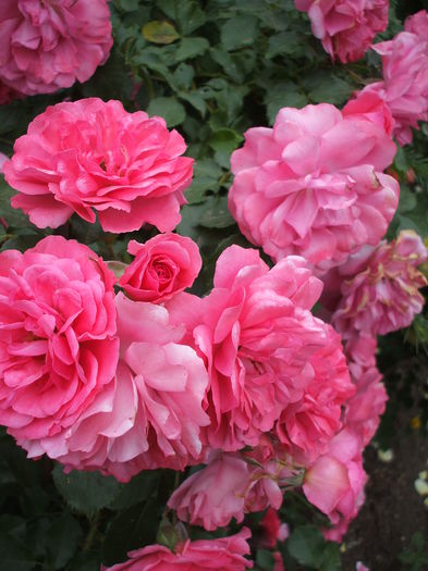rosarium uetersen - trandafiri urcatori 0
