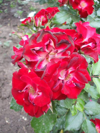 DSCF0883 - trandafiri 0