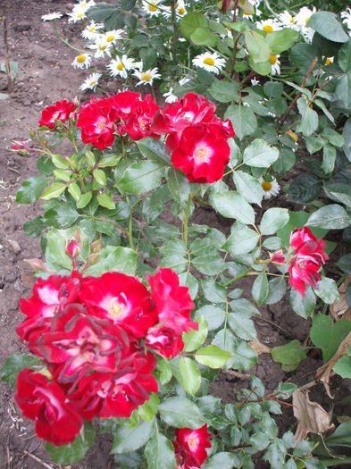 patrik p - trandafiri 0