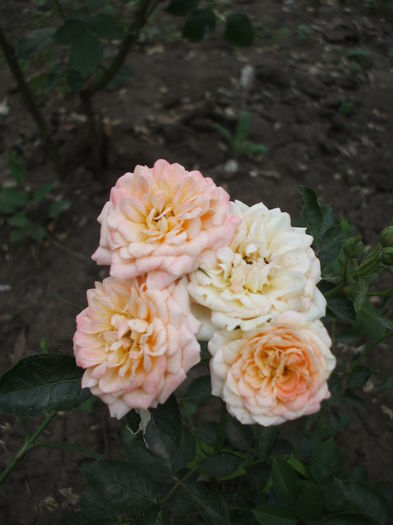 nineta - trandafiri 0