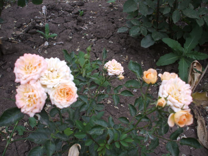 DSCF0889 - trandafiri 0