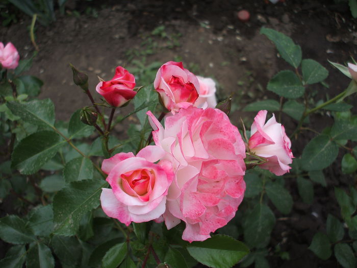 rosenstadt - trandafiri 0