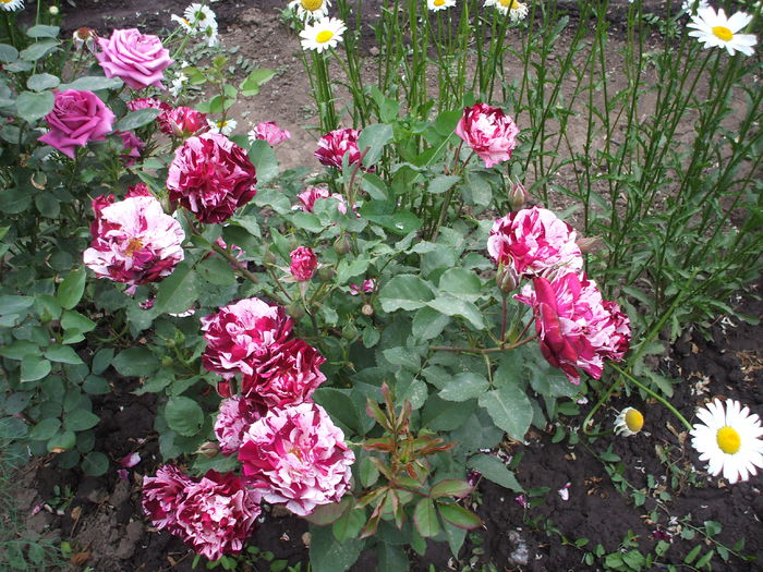 new imagine - trandafiri 0