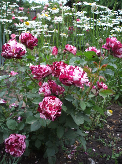 DSCF0930 - trandafiri 0