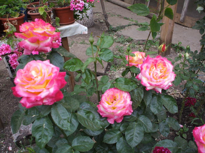 pullman orient express - trandafiri 0