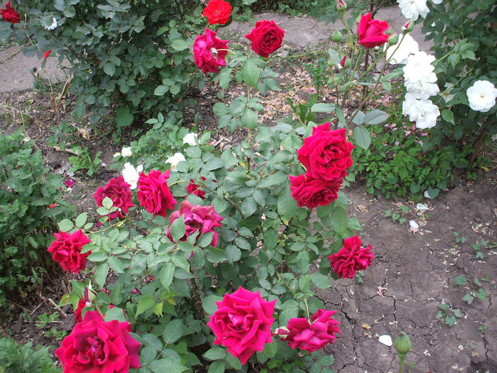 DSCF0893 - trandafiri necunoscuti