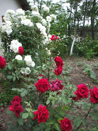 DSCF0901 - trandafiri necunoscuti