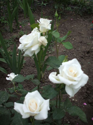 DSCF0907 - trandafiri necunoscuti