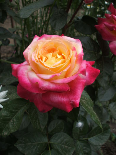 pullman orient express - trandafiri 0