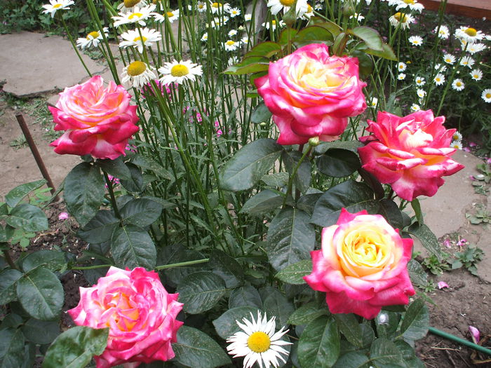 pullman orient express - trandafiri 0