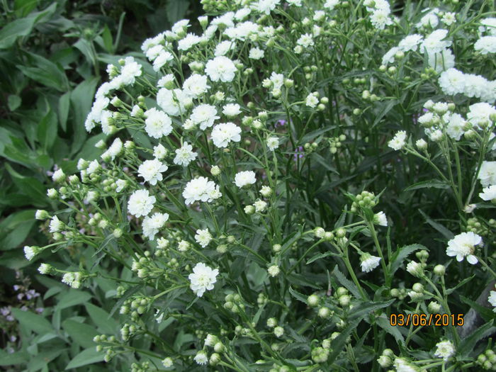 Achillea ptarmica