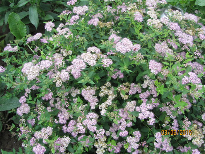 Spirea- little princess