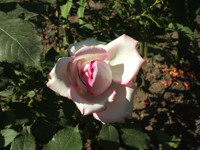 honore de balzac - trandafiri 0