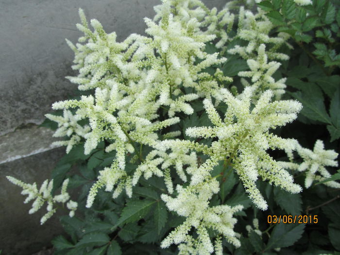 Astilbe - Flori de gradina-2015Vara
