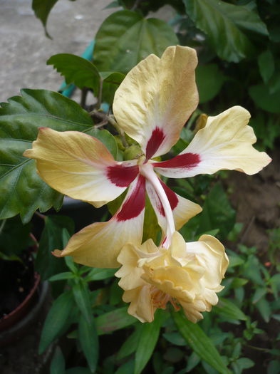 04.06.2015 - HIBISCUSI 2015-1