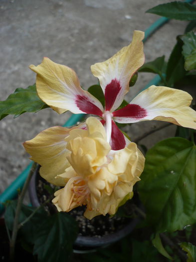 P1220483 - HIBISCUSI 2015-1