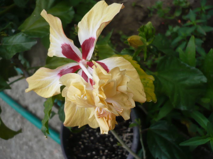 P1220484 - HIBISCUSI 2015-1