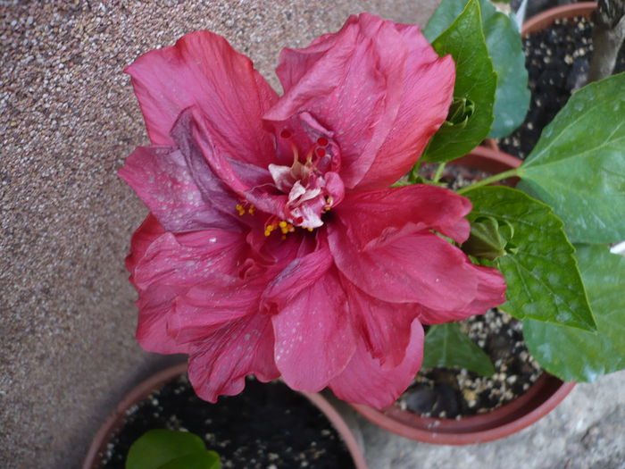 P1220485 - HIBISCUSI 2015-1