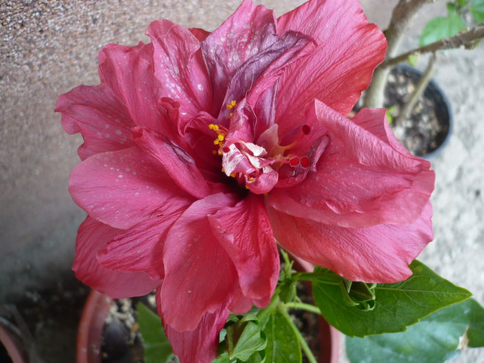 P1220487 - HIBISCUSI 2015-1