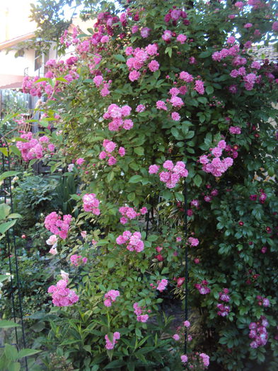 DSC08306 - Dorothy Perkins