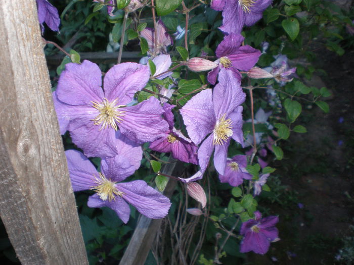 P1010139 - clematis