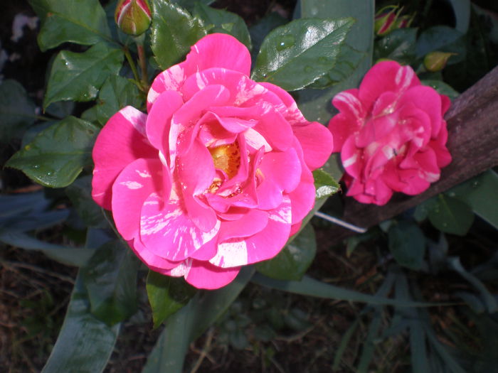 P1010135 - trandafiri