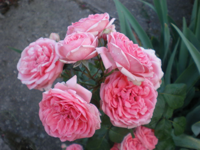 P1010136 - trandafiri