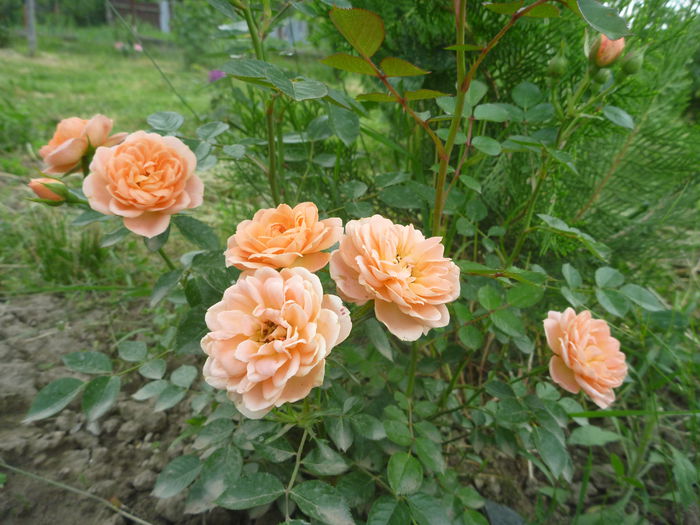 Ninetta - Colectie trandafiri