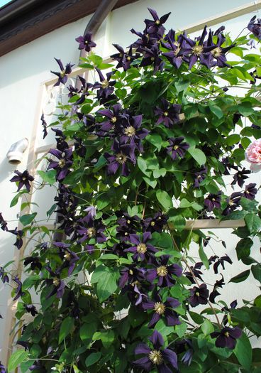 1 iunie,clematis Romantika - 2015 clematite