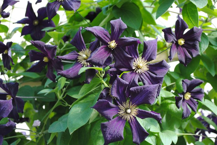 clematis Romantika