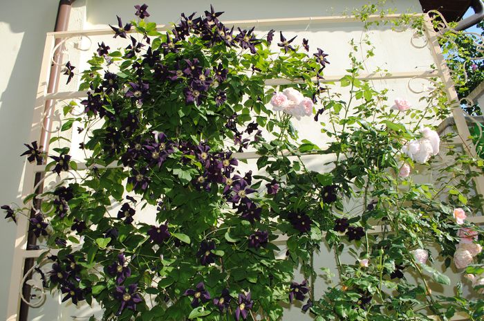 clematis Romantika