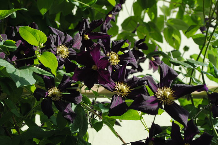 clematis Romantika