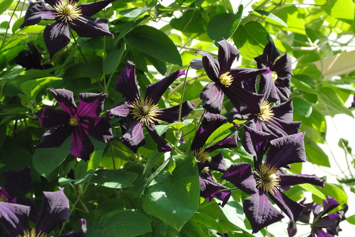 clematis Romantika