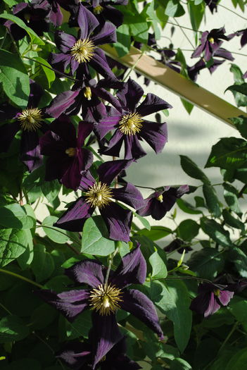 clematis Romantika