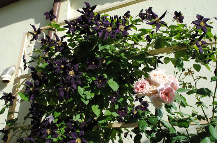 clematis Romantika
