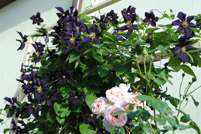 clematis Romantika si Abraham D''Arby