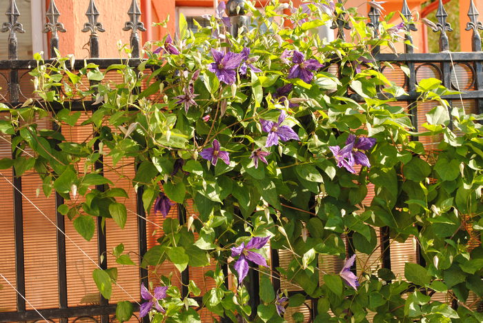 clematis Tie Dye,primele flori:))