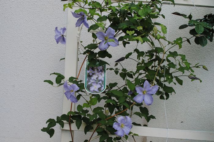 clematis Blue Angel