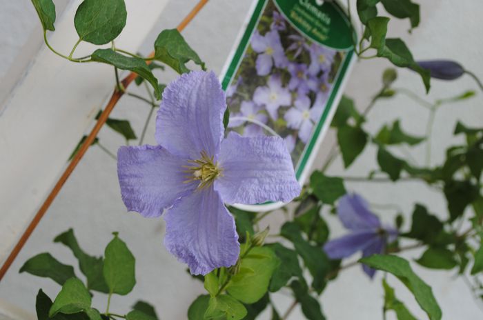 clematis Blue Angel