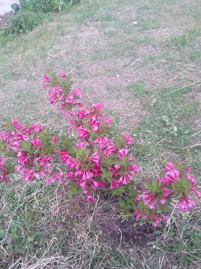 IMG_20150604_194628 - gradina 2015