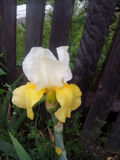 IMG_20150604_195532 - gradina 2015