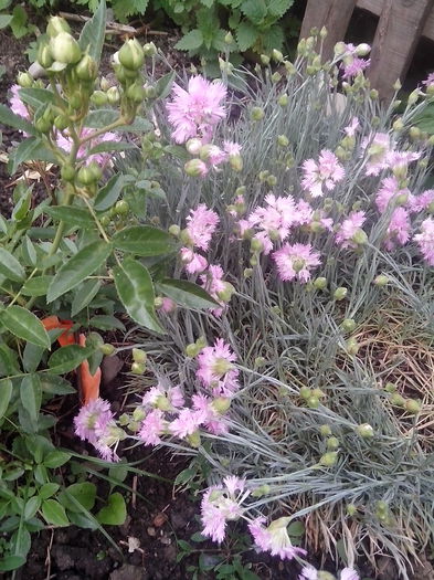 IMG_20150604_194736 - gradina 2015