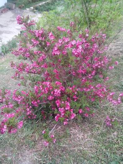 IMG_20150604_194612 - gradina 2015