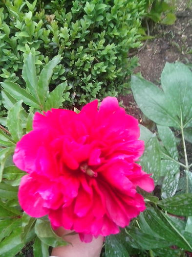 IMG_20150604_194520 - gradina 2015